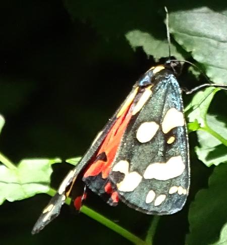 Réf. 209 460 : Callimorpha dominula